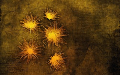 Glowing flowers on an old parchment Wallpaper