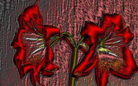 Lilies [6] wallpaper 2560x1440 jpg