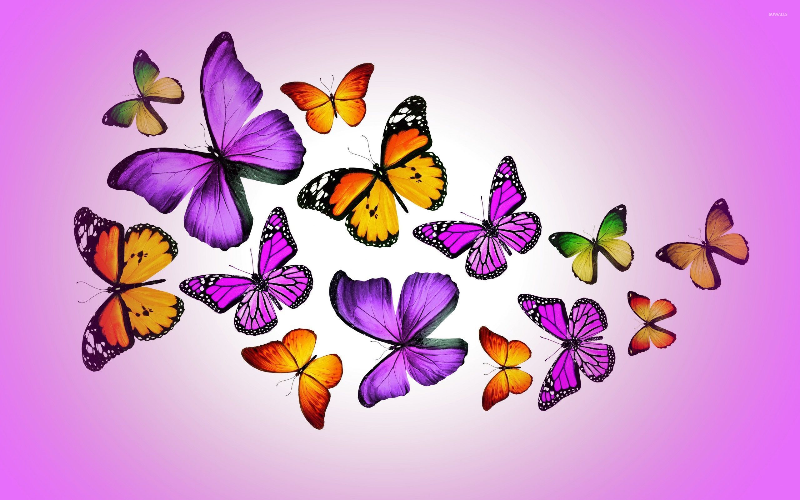 Colorful Butterfly Phone Live Wallpaper  free download