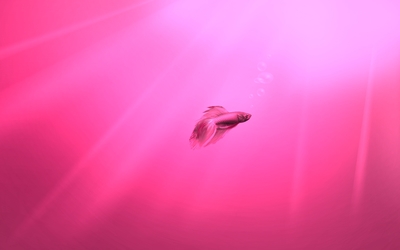 Pink fish in a pink water wallpaper