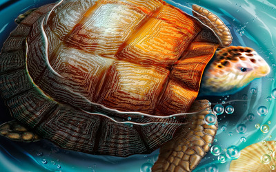 Turtle [5] wallpaper