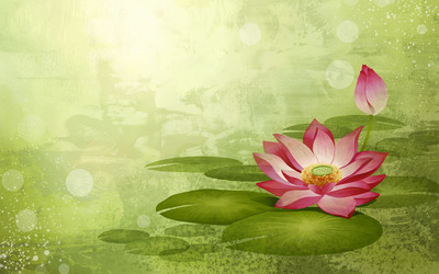 Water Lily wallpaper