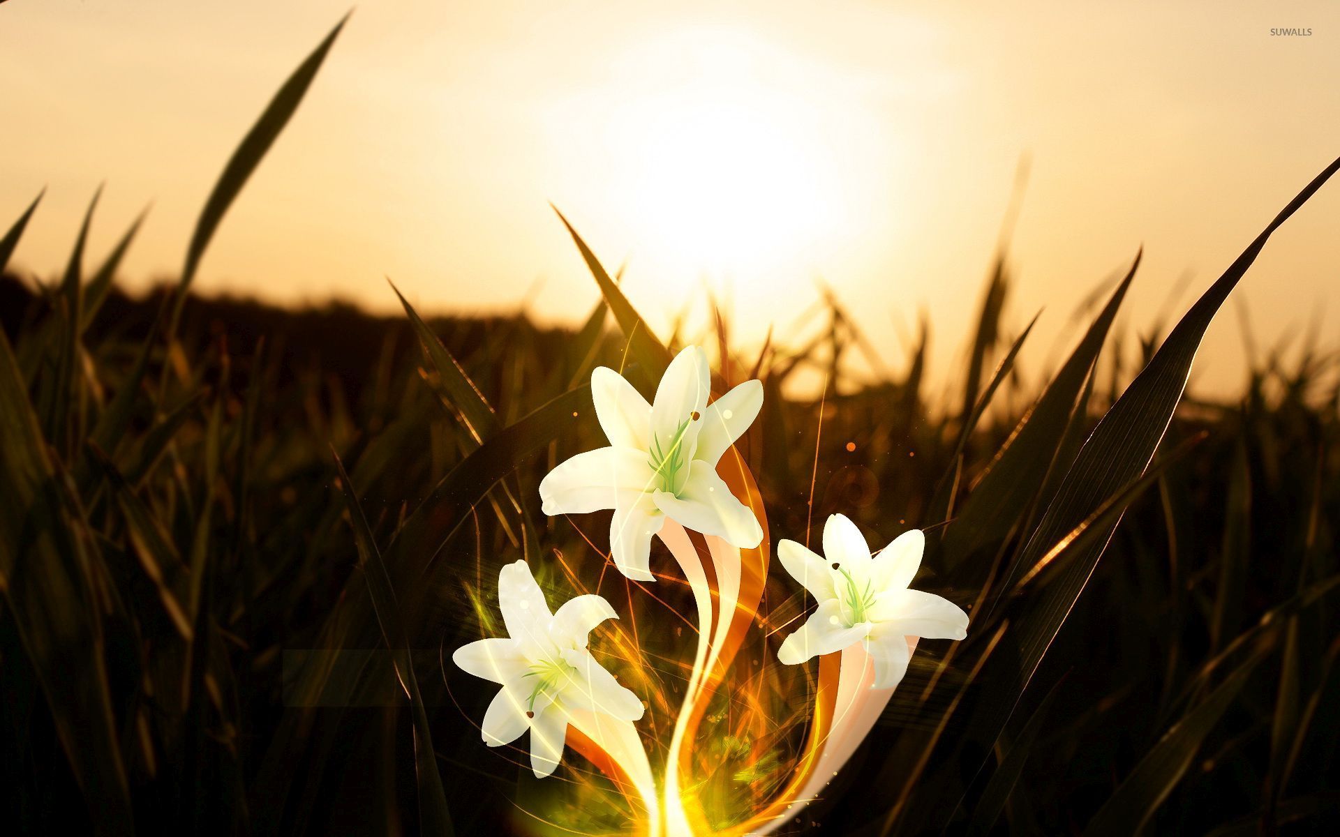 Flower shining. Магические цветы. Волшебная трава. Цветок жизни. Поле лилий.