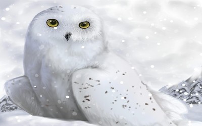 White owl Wallpaper