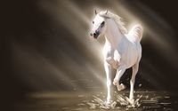 White stallion wallpaper 2560x1600 jpg