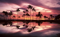 Beautiful sunset sky behind the palm trees by the ocean wallpaper 1920x1200 jpg