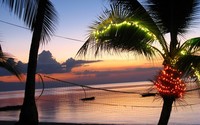 Light in a palm tree at sunset wallpaper 2560x1600 jpg