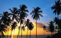 Palm tree silhouettes in the sunset wallpaper 1920x1080 jpg