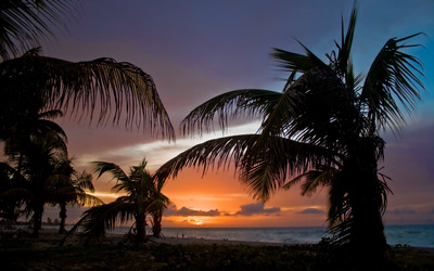 Palm trees on sunset beach wallpaper