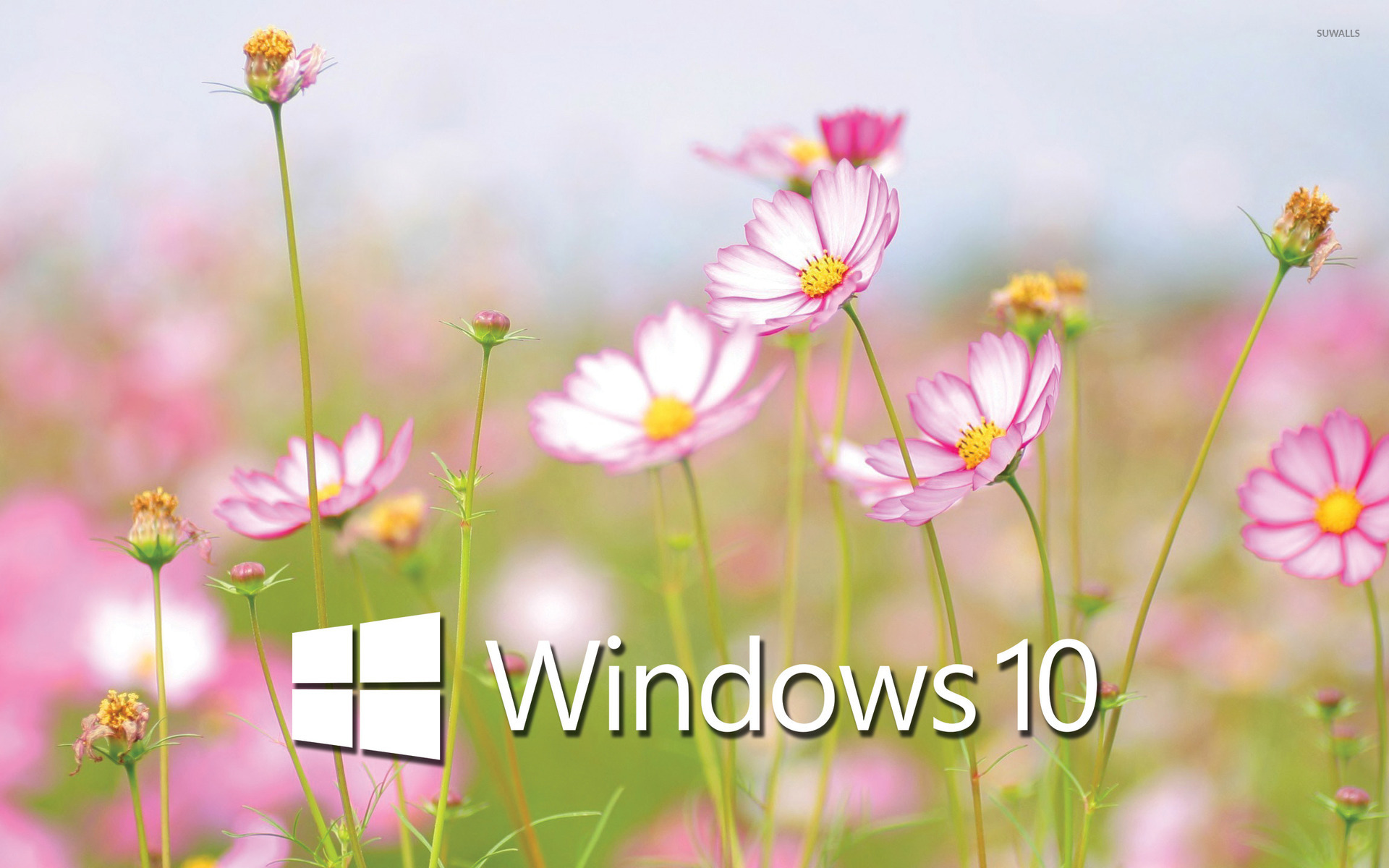 Windows 10 White Text Logo On Cosmos Blossoms Wallpaper Computer