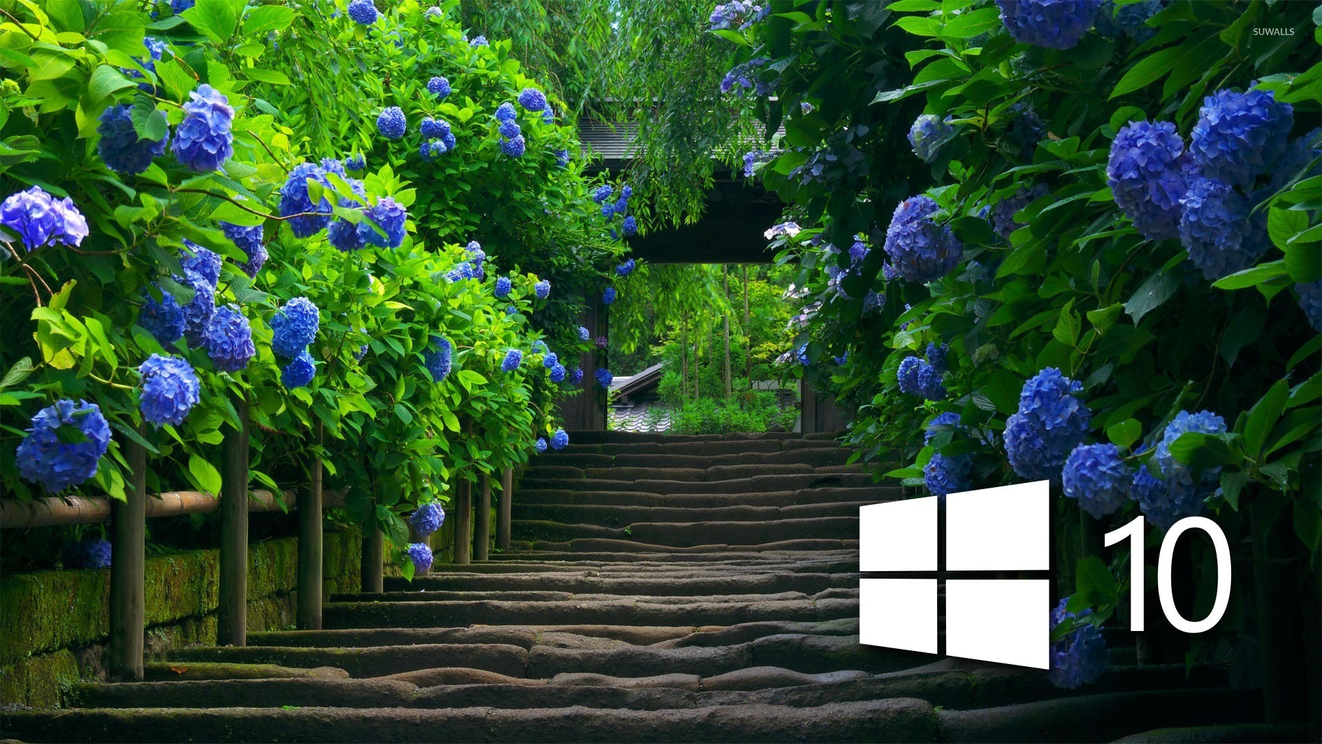Windows 10 on blue hydrangeas [3 ...