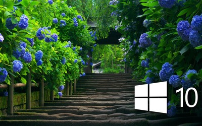 Windows 10 on blue hydrangeas [3] Wallpaper