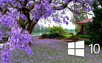 Windows 10 on the purple blossoms [2] wallpaper 1920x1080 jpg