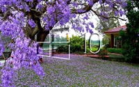 Windows 10 on the purple blossoms [4] wallpaper 1920x1080 jpg