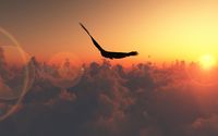 Bird flying in the sunset wallpaper 1920x1080 jpg