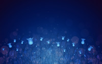 Bluebells coming to life at night wallpaper 2560x1600 jpg