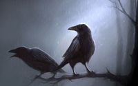 Crows standing in the rain on the branch wallpaper 1920x1200 jpg