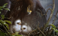 Eagle nest wallpaper 1920x1200 jpg
