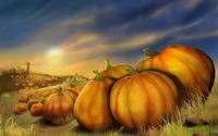Field of pumpkins wallpaper 1920x1200 jpg