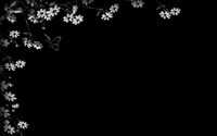 Flowers on the black wall wallpaper 2560x1600 jpg