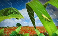 Grasshopper in the rain wallpaper 2560x1440 jpg