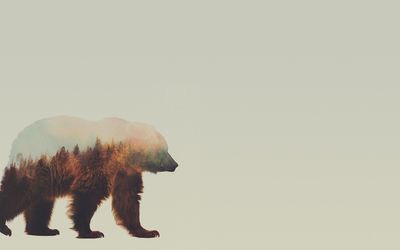 Lonesome bear Wallpaper