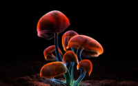 Mushrooms wallpaper 2560x1600 jpg