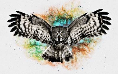 Owl [3] wallpaper
