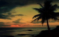 Palm tree at the ocean wallpaper 2560x1600 jpg