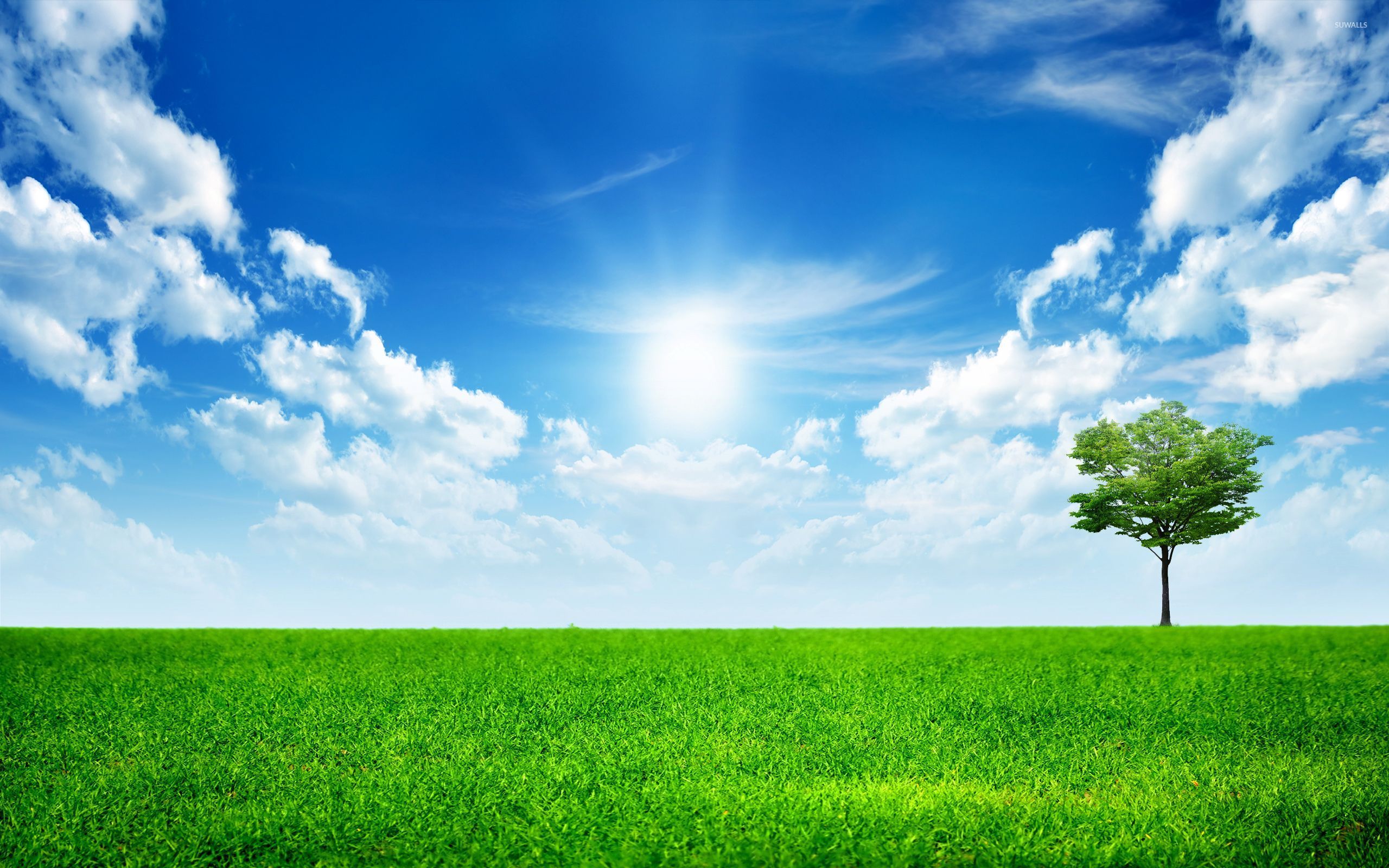 Single Tree In The Green Grass Wallpaper Digital Art Wallpapers