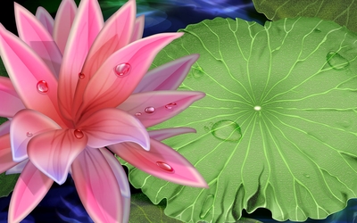 Water drops on a beautiful water lily wallpaper
