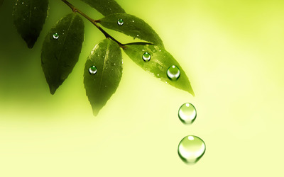 Water drops on the leaves Wallpaper