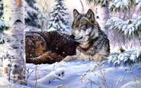 Wolf in snow wallpaper 2560x1440 jpg