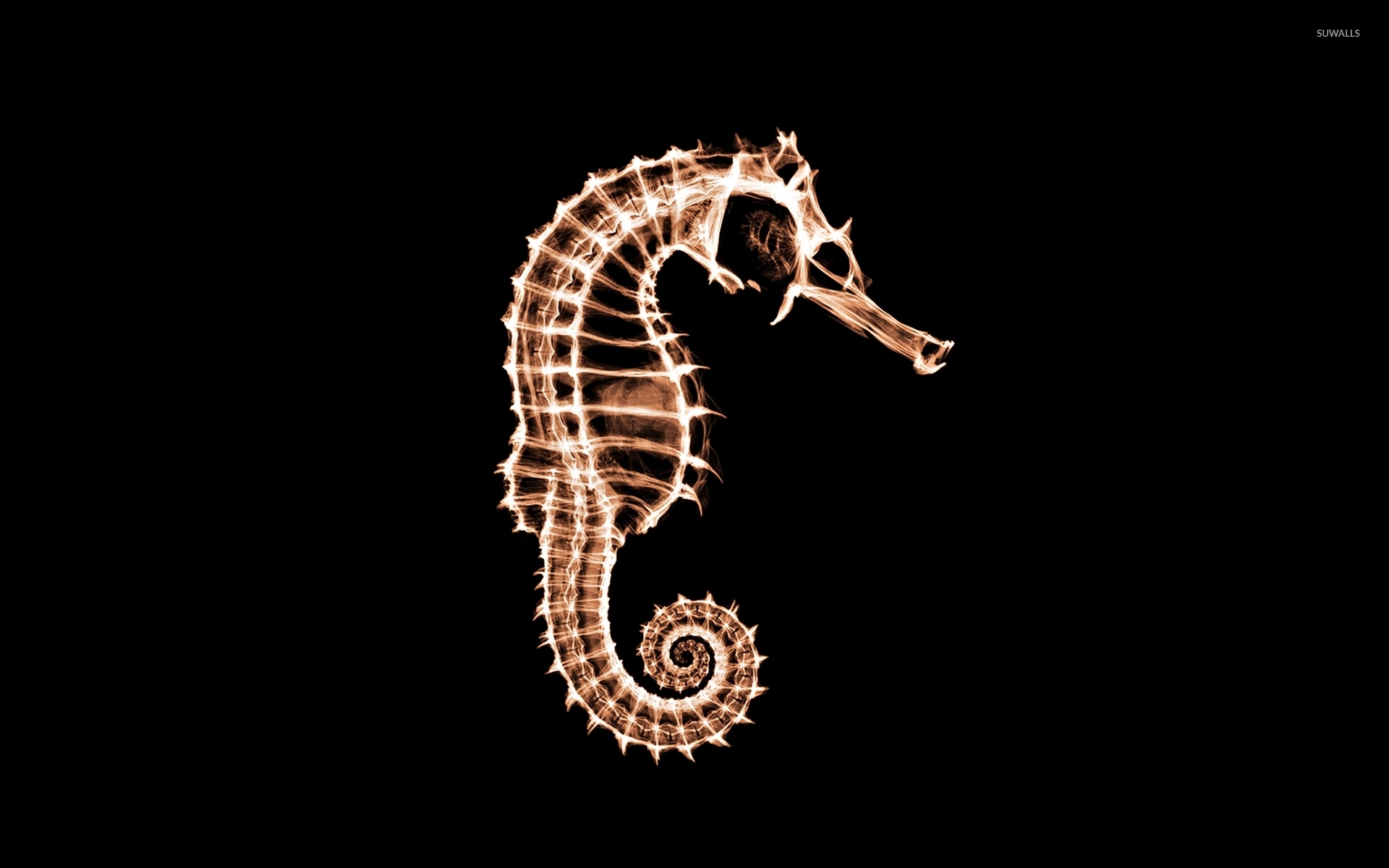 X-ray of a seahorse wallpaper - Digital Art wallpapers - #49024