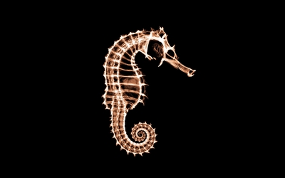 X-ray of a seahorse wallpaper