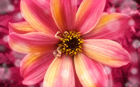 Amazing flower wallpaper 2560x1600 jpg