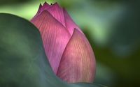 Amazing lotus bud close-up wallpaper 2560x1600 jpg