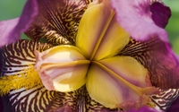 Amazing orchid close-up wallpaper 1920x1200 jpg