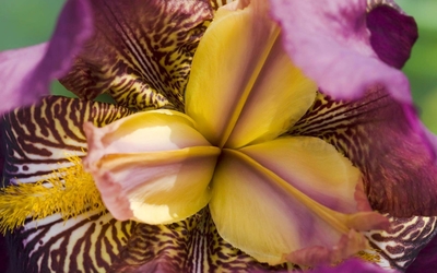 Amazing orchid close-up wallpaper