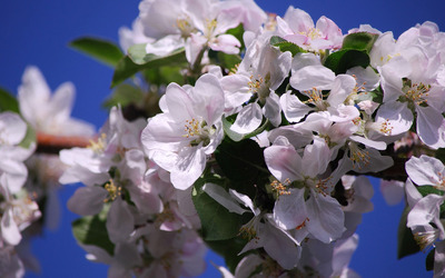 Apple blossoms wallpaper