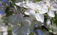 Apple blossoms [4] wallpaper 2560x1600 jpg