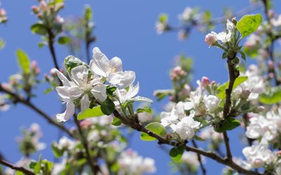 Apple branch in the spring sunshine Wallpaper