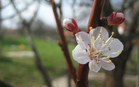 Apricot blossom wallpaper 2560x1600 jpg