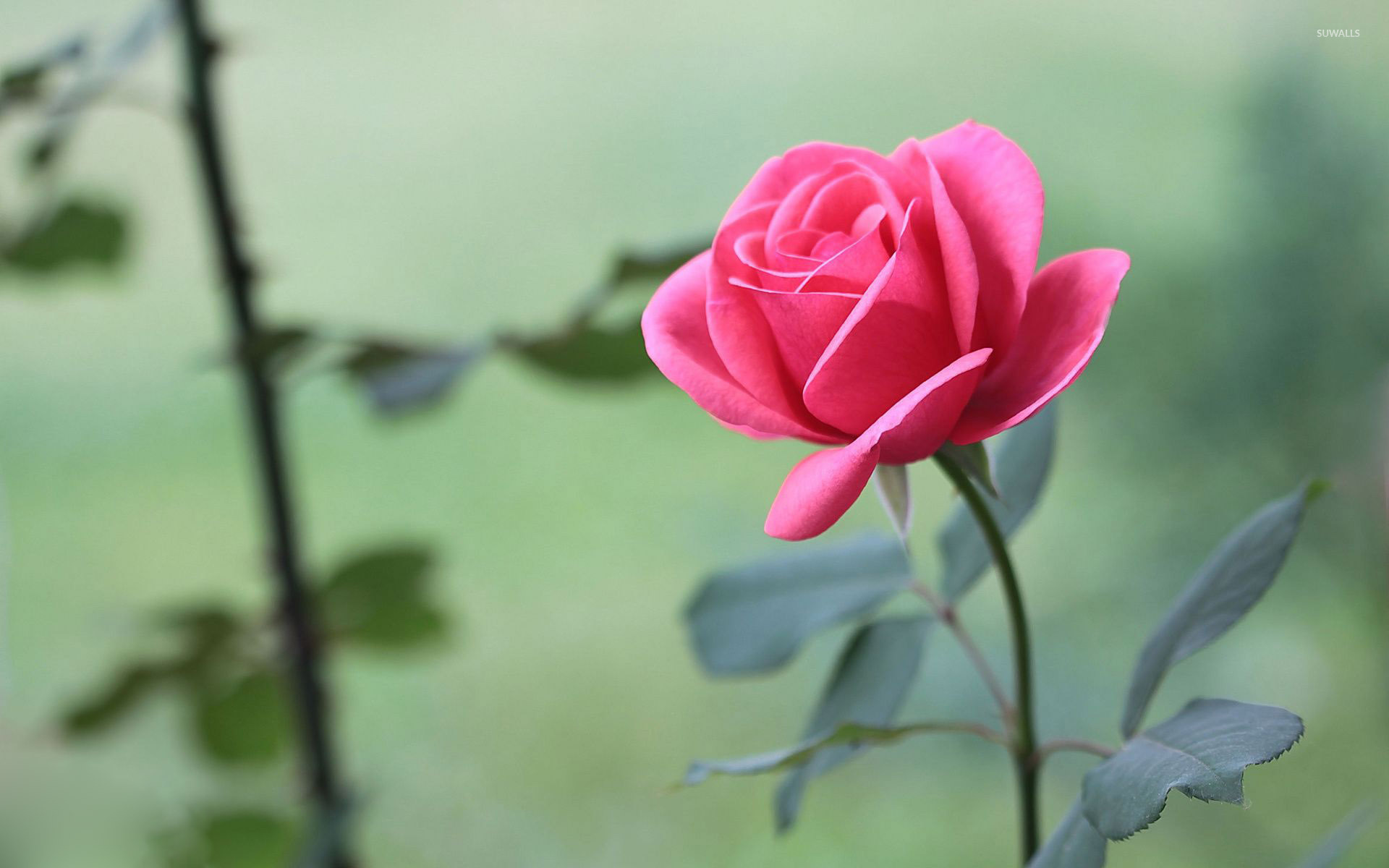 pink rose flowers wallpapers for desktop