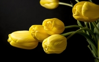 Beautiful tulips with yellow petals wallpaper 2560x1600 jpg