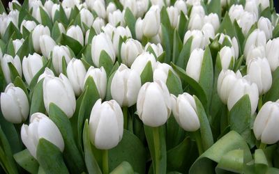 Beautiful white tulips wallpaper
