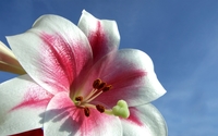 Beautiful white with red lily close-up wallpaper 1920x1200 jpg