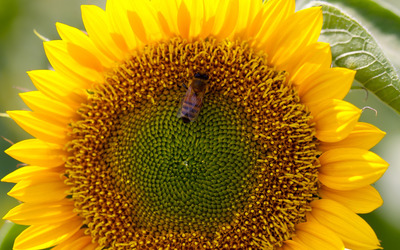 Bee on sunflower wallpaper