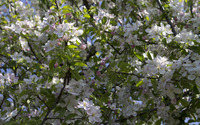 Blooming apple tree wallpaper 2880x1800 jpg