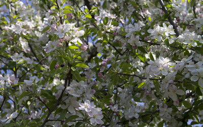 Blooming apple tree Wallpaper